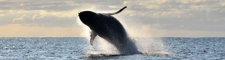 A humpback whale off Sodwana Bay coast.