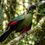 Sodwana Bay’s purple-crested dinosaur