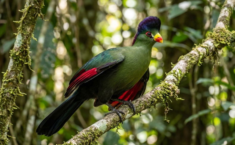 The Purple-crested Turaco
