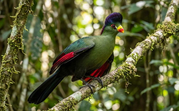 The Purple-crested Turaco
