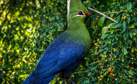 The Livingstone’s turaco The Livingstone’s turaco
