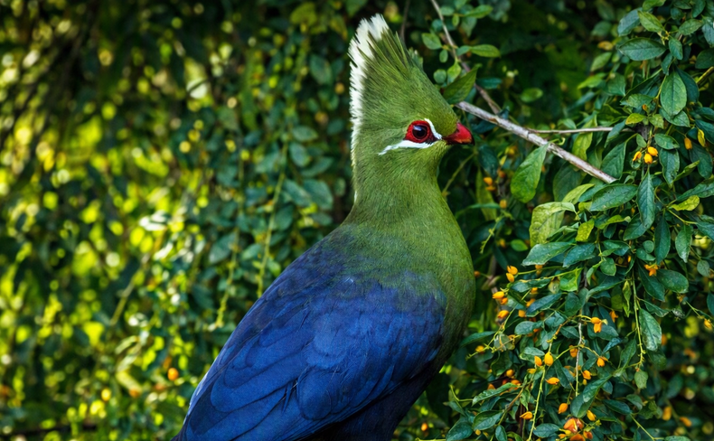The Livingstone’s turaco
