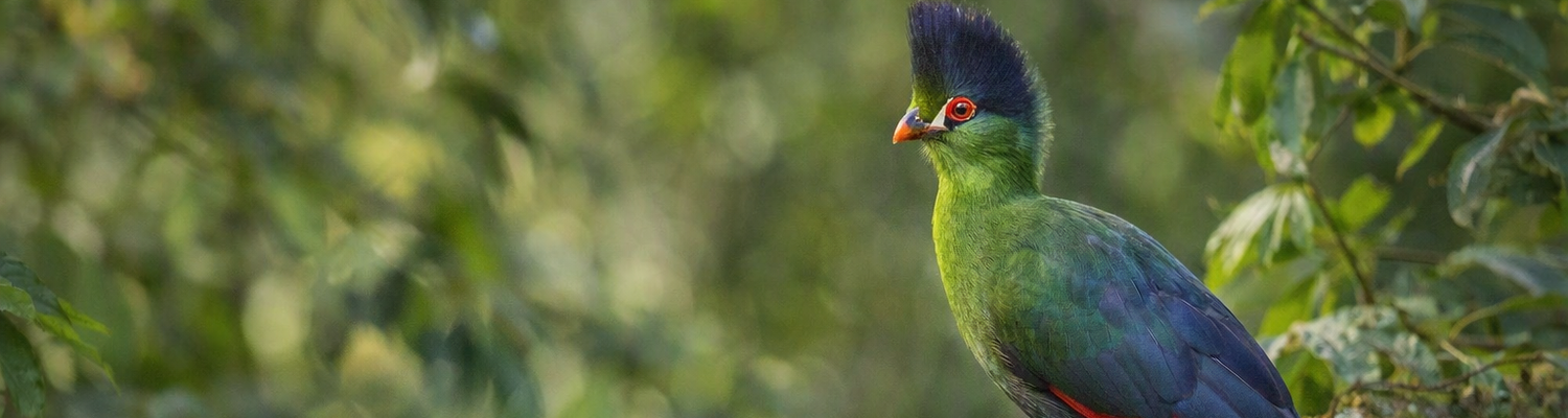 Livingstone Turaco at Sodwana Bay Lodge