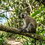 Our grey-furred locals