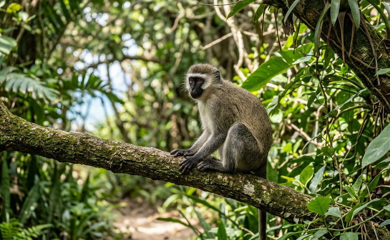 Vervet monkey (Chlorocebus pygerythrus) at Sodwana Bay Lodge Vervet monkey (Chlorocebus pygerythrus) at Sodwana Bay Lodge