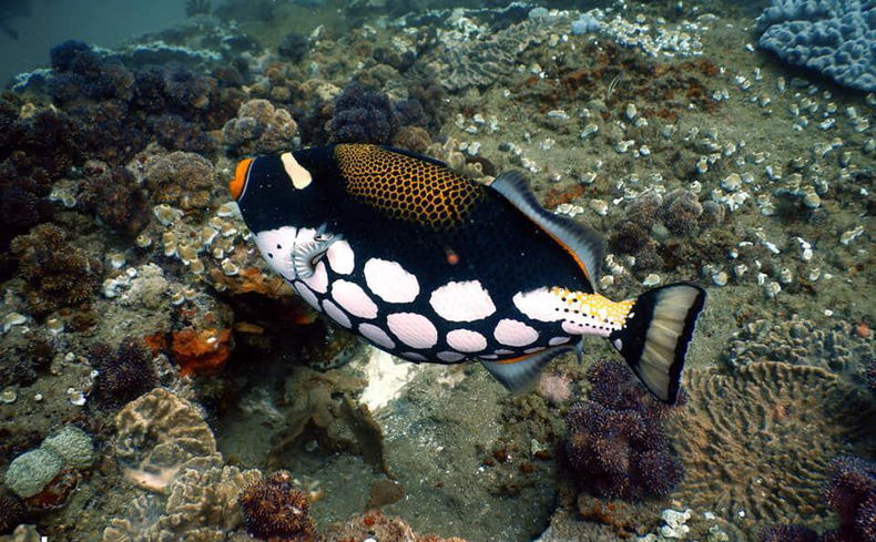 Sodwana Bay Lodge Hotel scuba diving Sodwana Bay Lodge Hotel scuba diving
