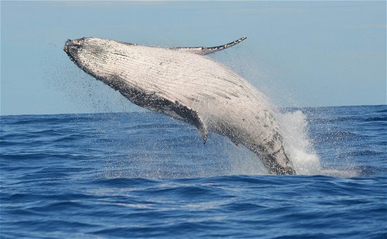 Whale Watcher Tours