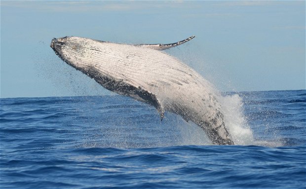 Sodwana Bay Lodge Hotel Whale Watcher Tours