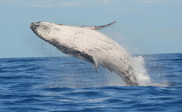 Sodwana Bay Lodge Hotel Whale Watcher Tours Sodwana Bay Lodge Hotel Whale Watcher Tours