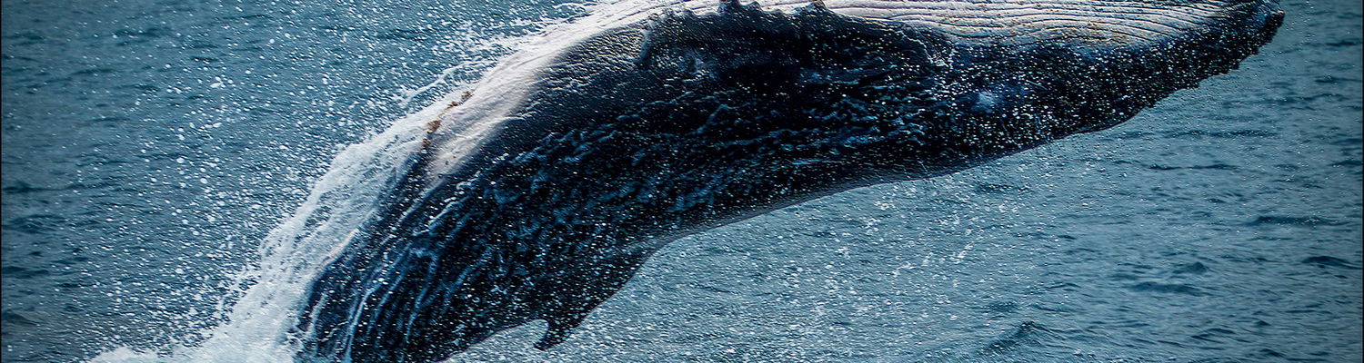 Whales and wild wonder thrills