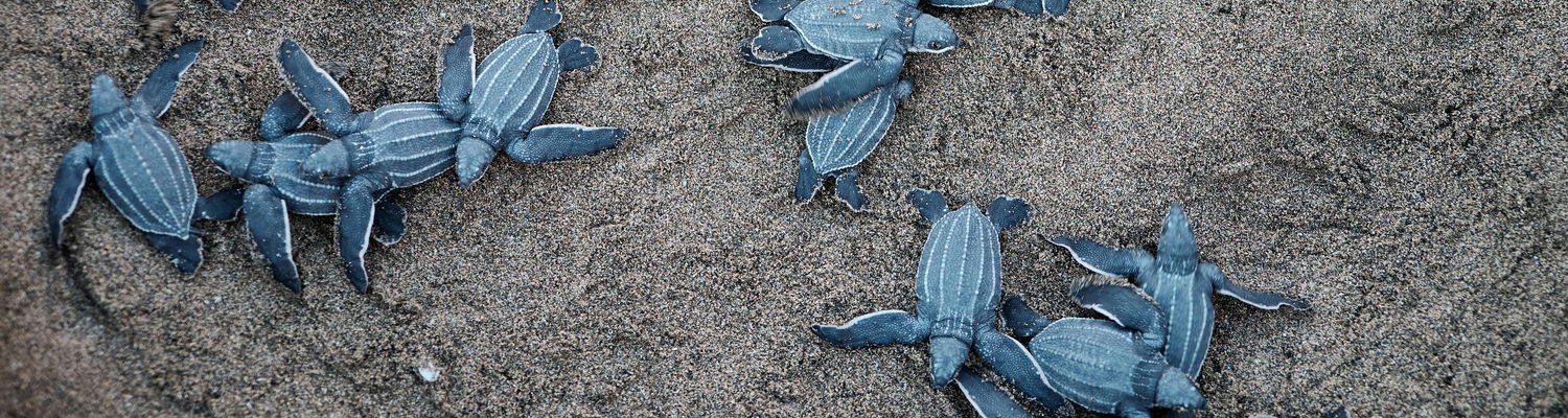 Little Leatherback turtle hatchlings