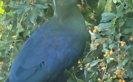 Livingstone Turaco