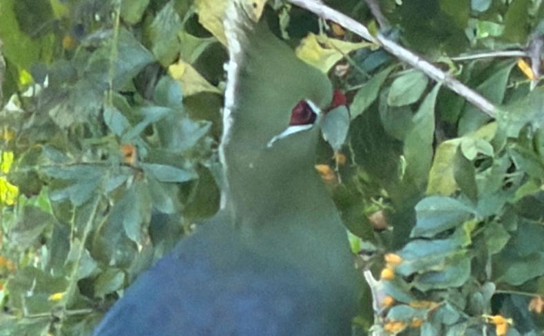 Livingstone Turaco Livingstone Turaco