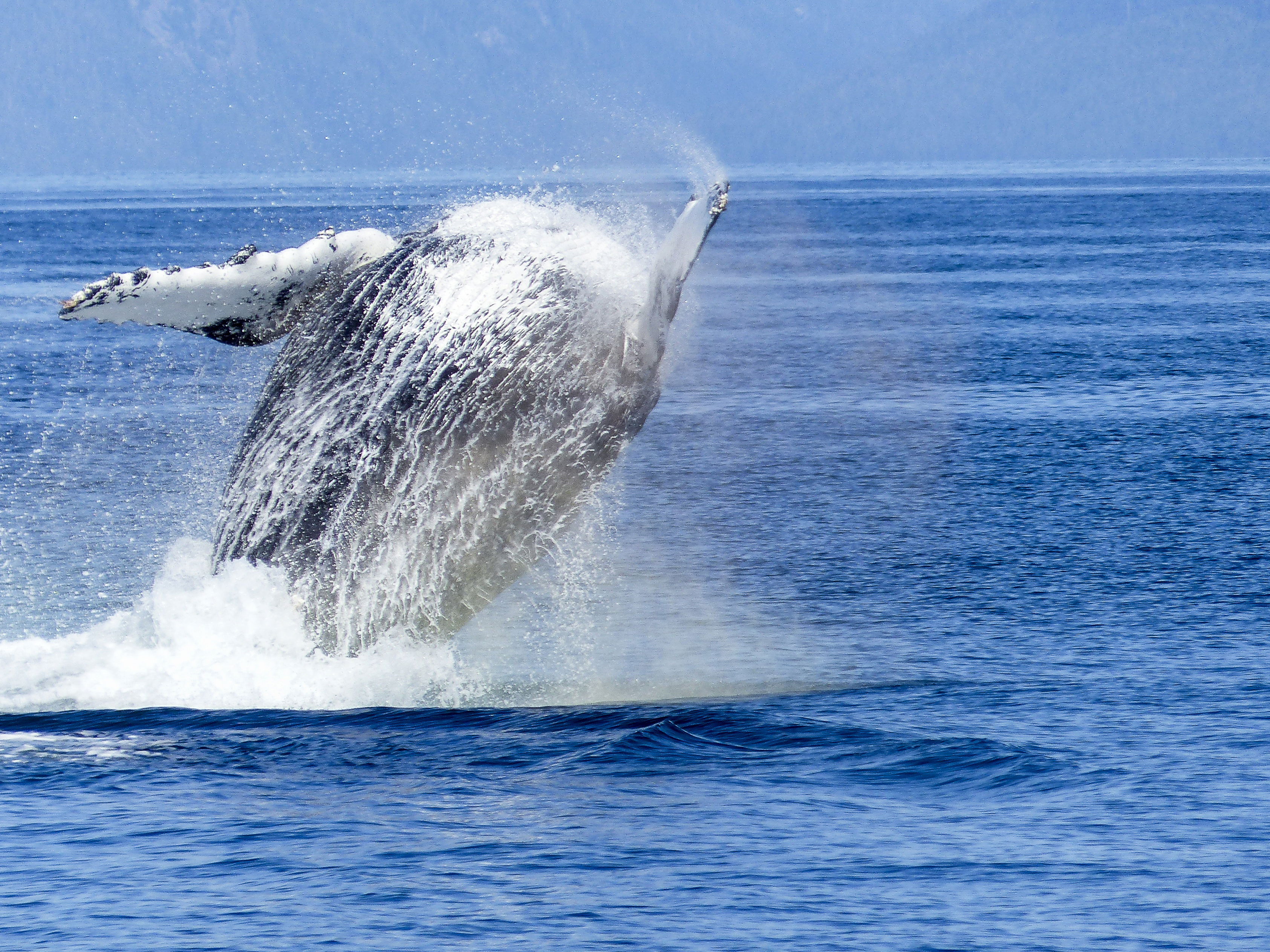 Whale watching tours