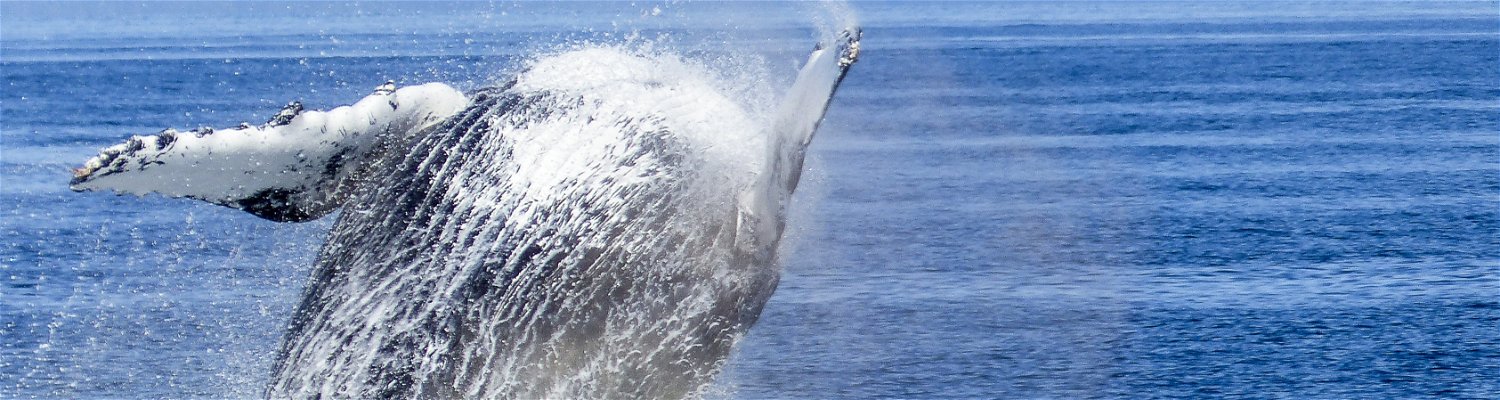 Whale watching tours