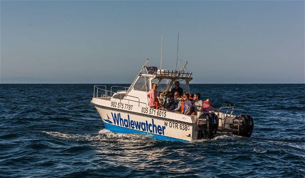Whale watching tours