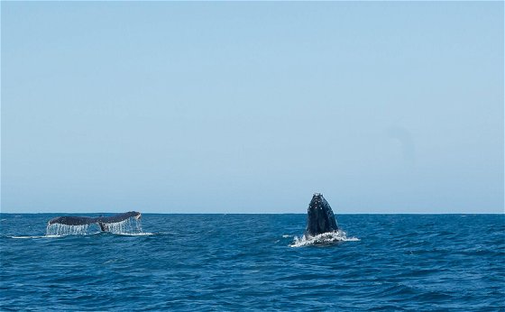 Whale Watcher Tours