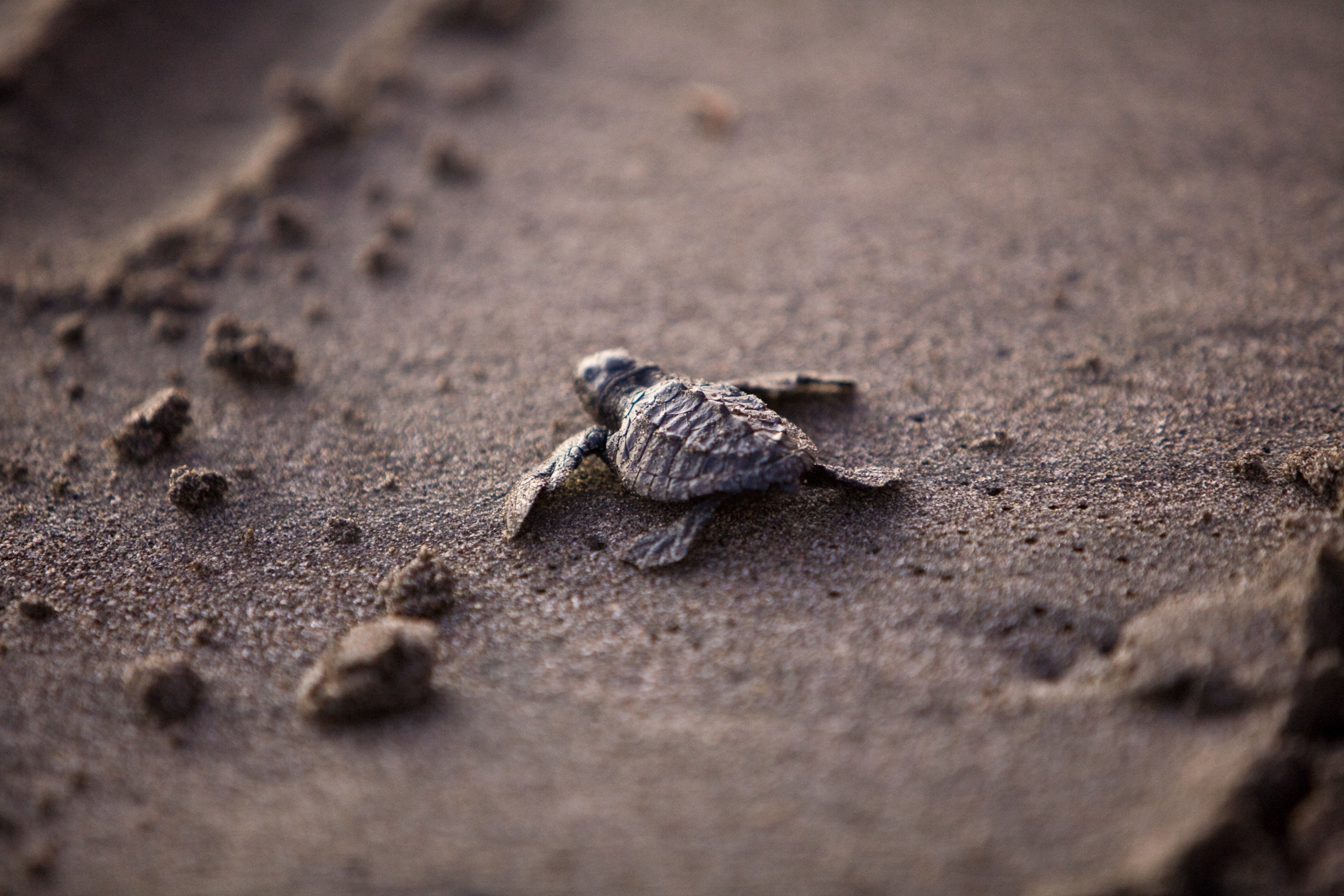 Precious tiny turtle tot.