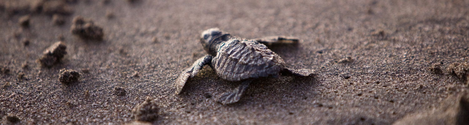 Turtle hatchlings at Sodwana Bay