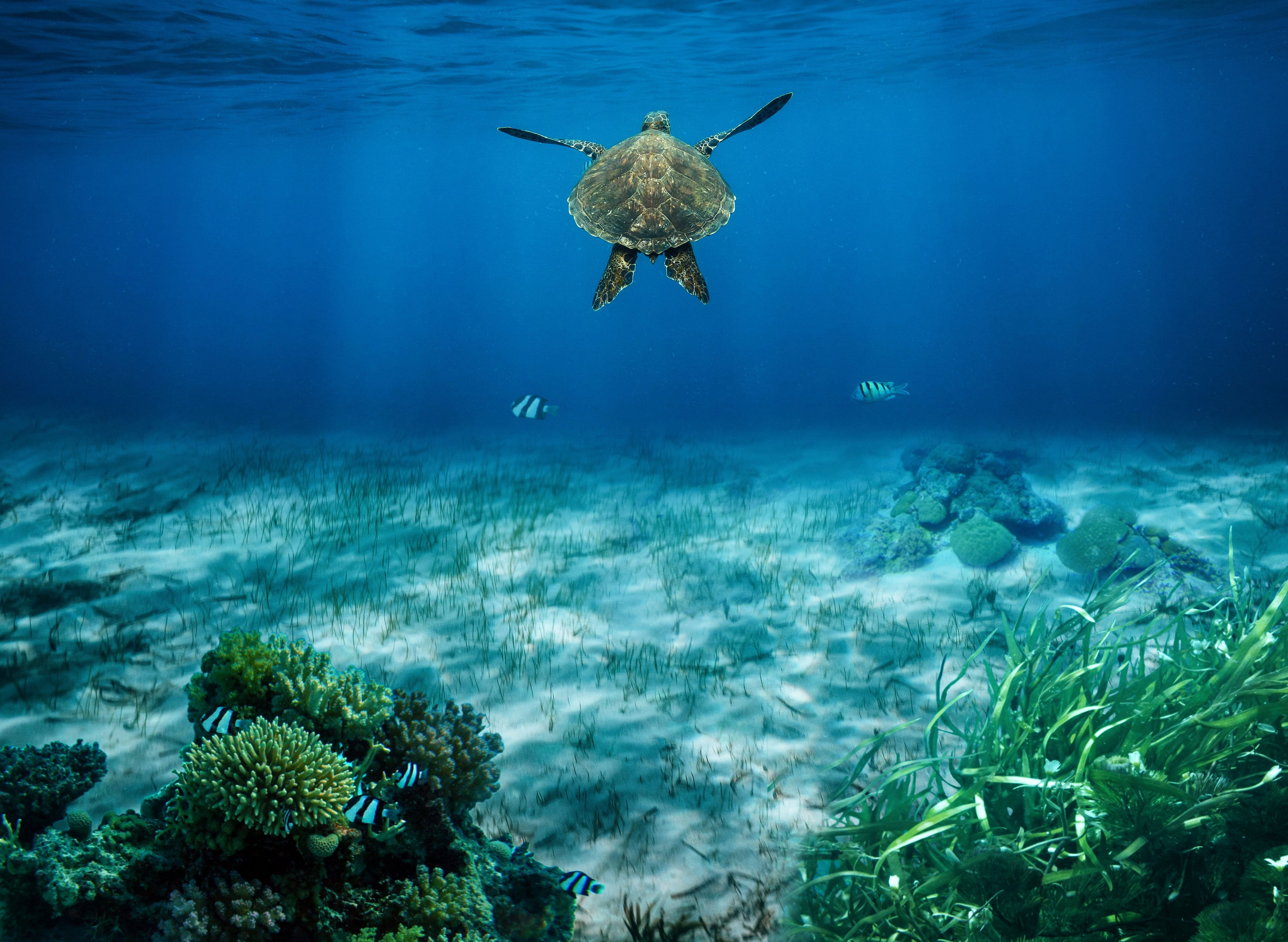 Turtle conservation