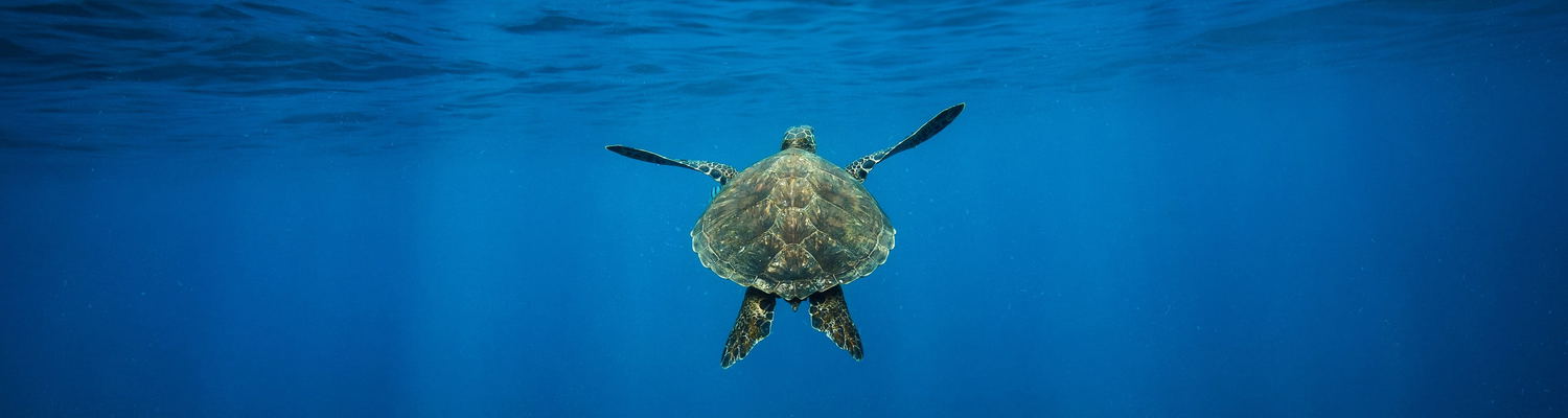 Turtle conservation
