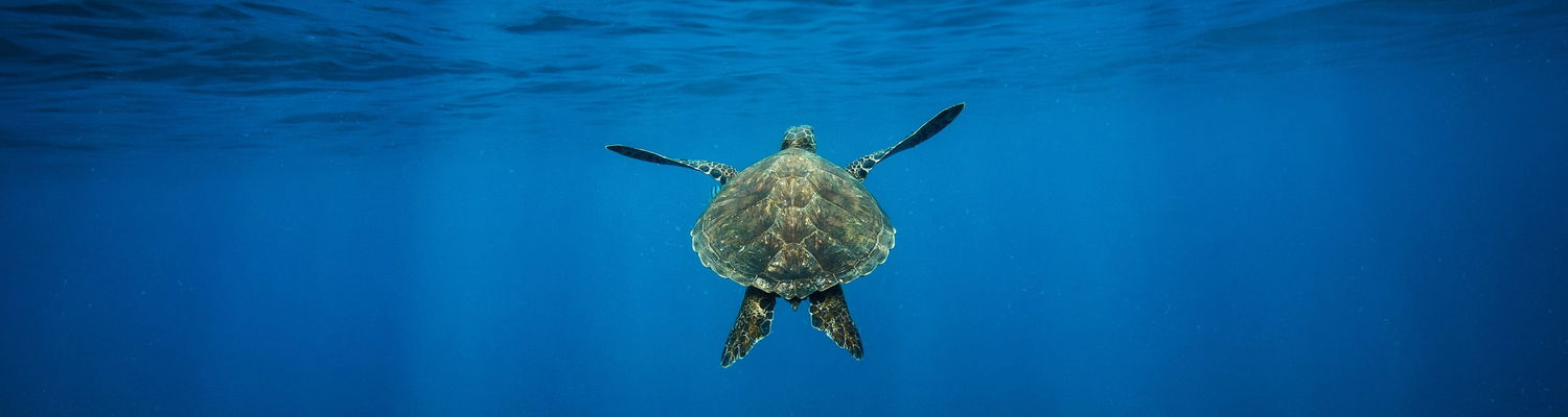 Turtle conservation