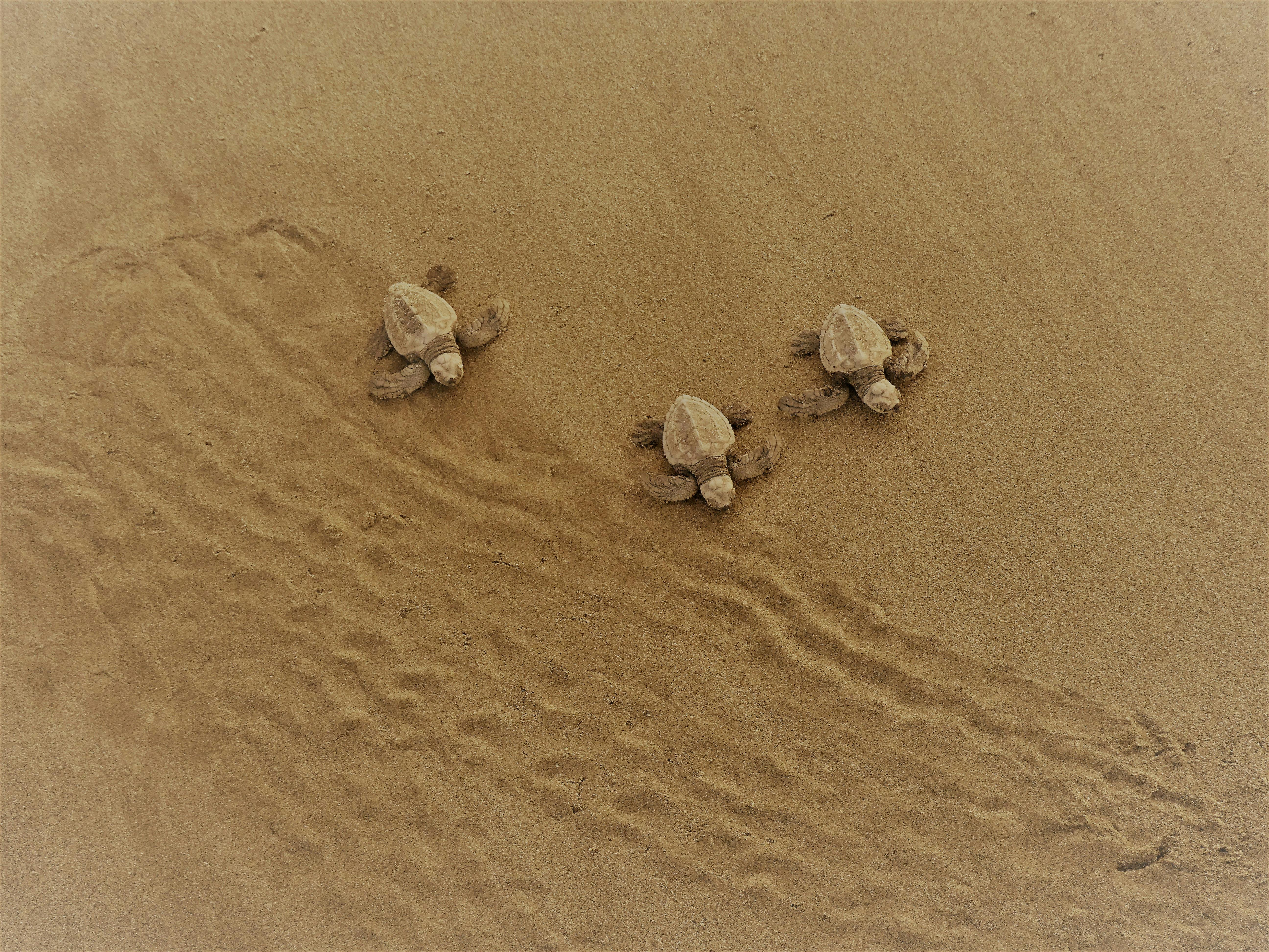 Turtle hatchlings at Sodwana Bay