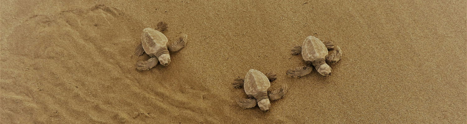 Turtle hatchlings at Sodwana Bay