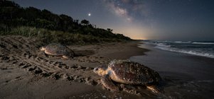 Turtle Tours are hot and happening