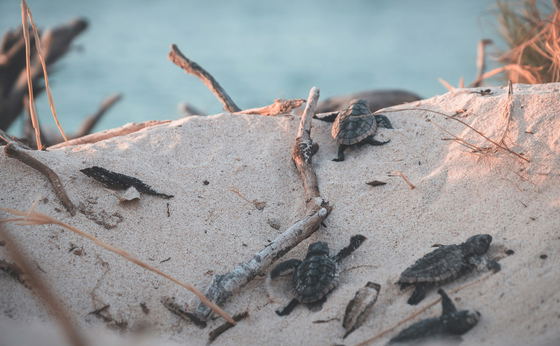 Turtle Tours