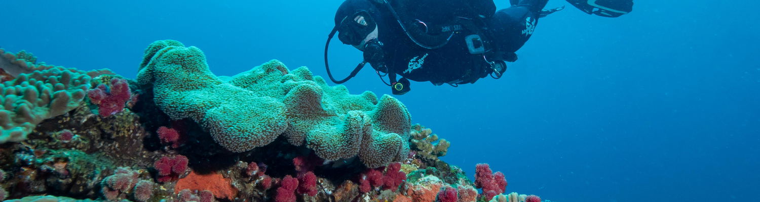 Diving bliss at Sodwana Bay Lodge