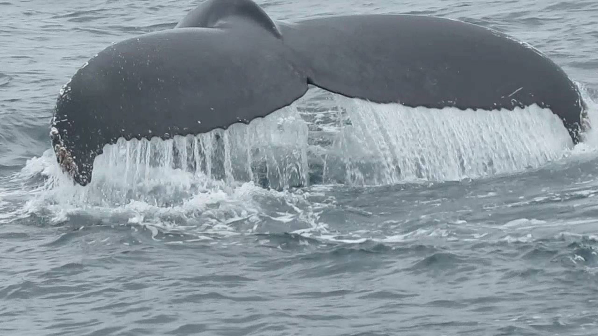 A Whale of a Marine Symphony
