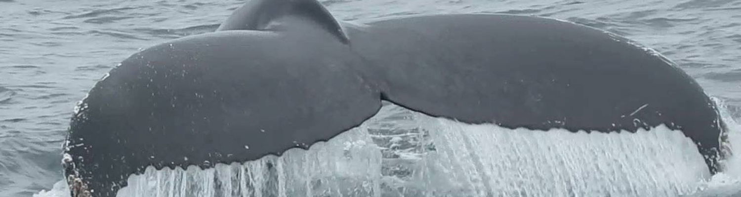 A Whale of a Marine Symphony