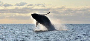 Sodwana Bay Lodge Winter Fishing & Whale Watching special 
