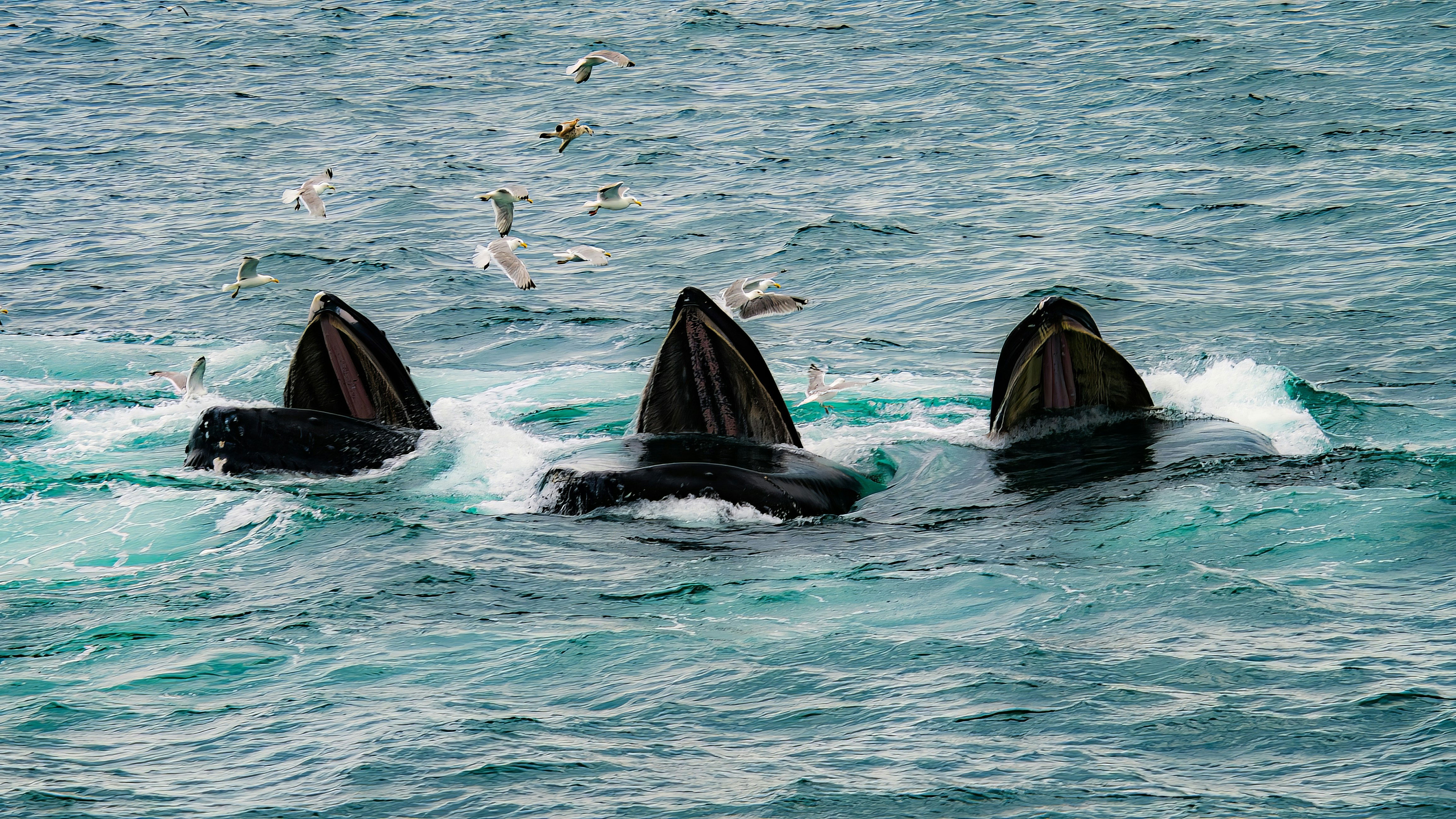 Whale Watcher Tours at Sodwana Bay Lodge