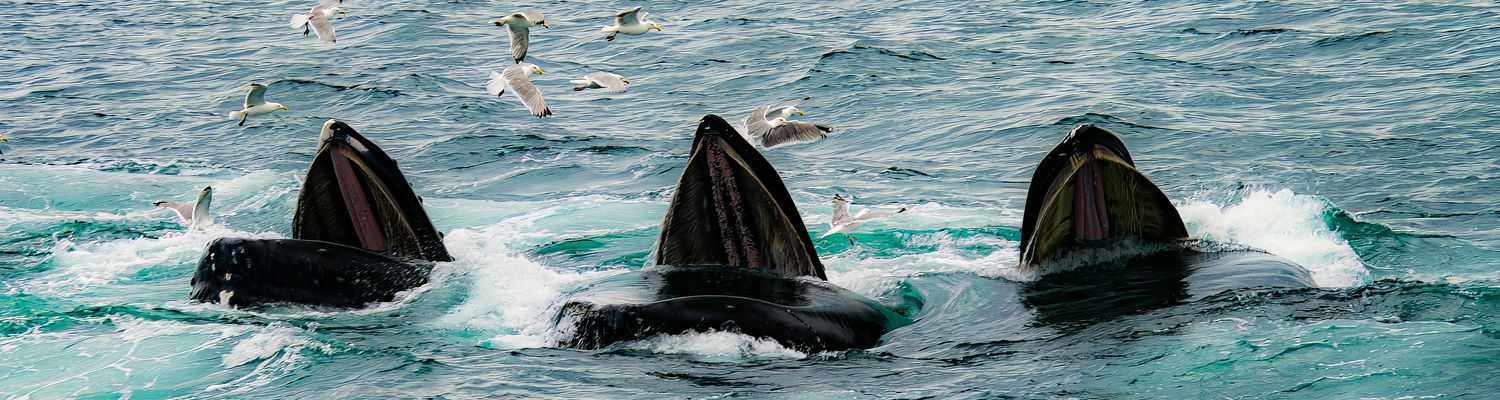 Whale Watcher Tours at Sodwana Bay Lodge