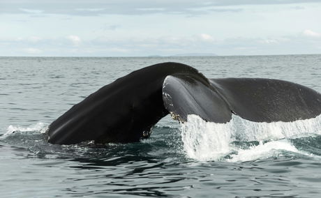 Whale watching tours