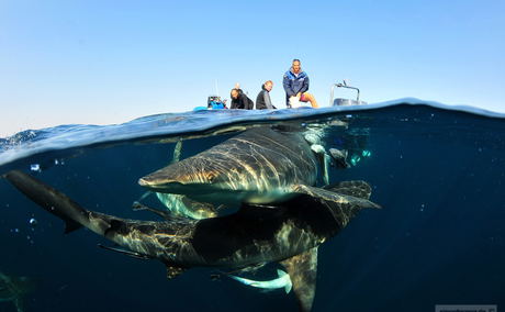 shark, aliwal shoal, cage diving, diving, kzn, amanzimtoti, 305 guest house shark, aliwal shoal, cage diving, diving, kzn, amanzimtoti, 305 guest house