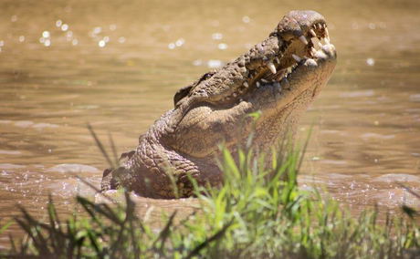 crocworld, 305 guest house, activities, amanzitoti, things to do, conservation crocworld, 305 guest house, activities, amanzitoti, things to do, conservation