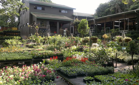 Illovo Nursery, craft market, 305 guesthouse activities, near me amanzimtoti, Illovo beach, family outing Illovo Nursery, craft market, 305 guesthouse activities, near me amanzimtoti, Illovo beach, family outing