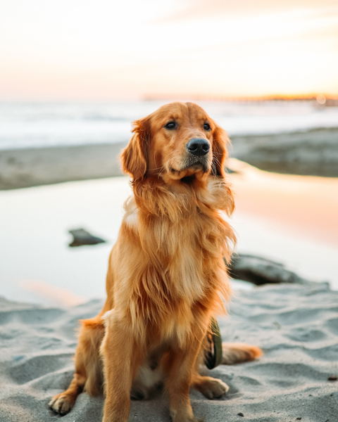 We're Pet friendly