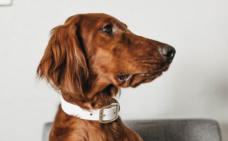 dog, pet friendly, pets, 305 guest house, pet friendly establishment dog, pet friendly, pets, 305 guest house, pet friendly establishment