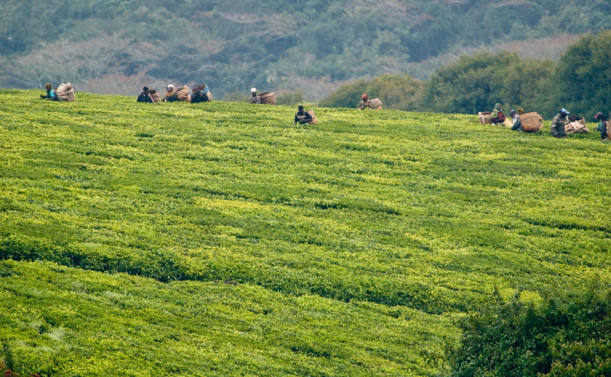 tea plucker's in Mufindi