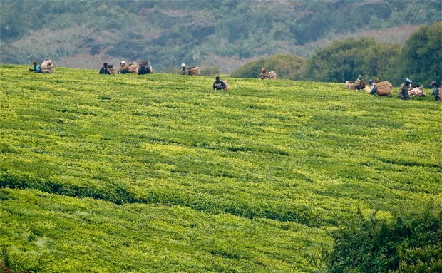 tea plucker's in Mufindi tea plucker's in Mufindi