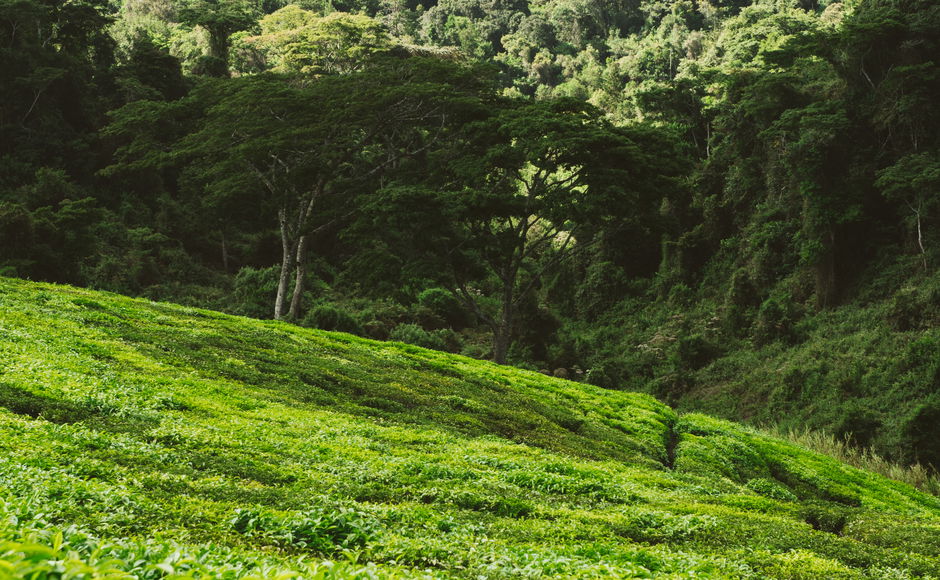 Planting trees for carbon sequestration