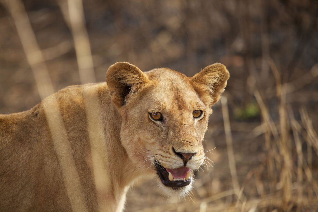 Foxes Ultimate 7 Day Safari in Southern Tanzania