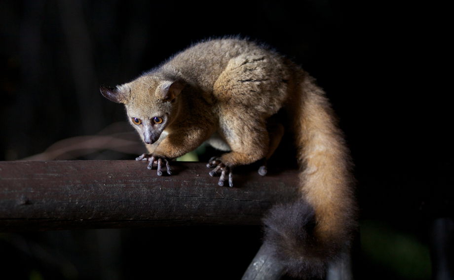 Bush baby at Vuma Hills Tented Camp in Southern Tanzania, where guests can visit on a Tanzania Safari. 