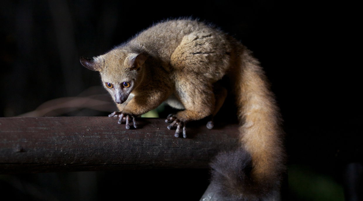 Bush baby at Vuma Hills Tented Camp in Southern Tanzania, where guests can visit on a Tanzania Safari. 