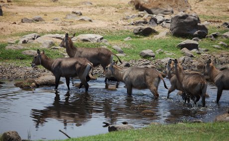 Water Buck crossing The Great Ruaha River Water Buck crossing The Great Ruaha River