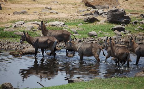 Water Buck crossing The Great Ruaha River